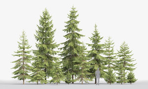 forest spruce trees 3D model