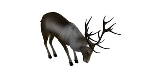 rigged reindeer animations 3D model