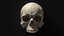 skull bone model