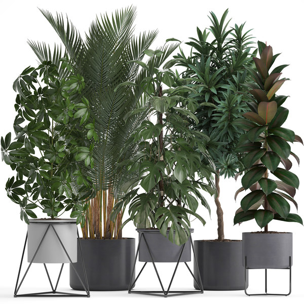 3D plants black pots - TurboSquid 1595520