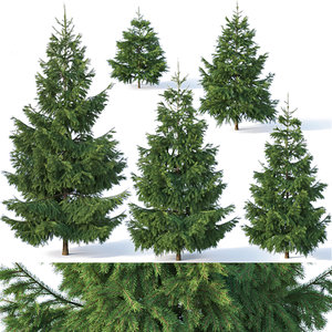 fir trees 3D model