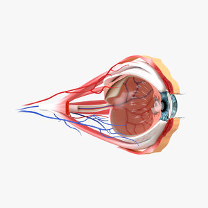eye section model