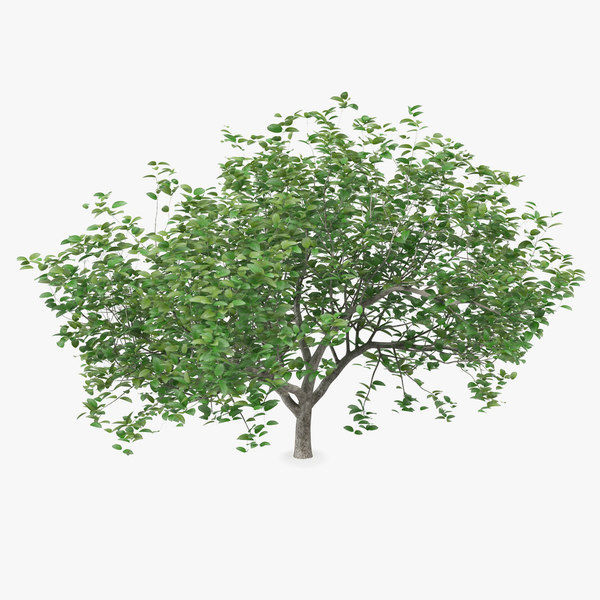 Kleiner immergrüner Baum 3DModell TurboSquid 1377239