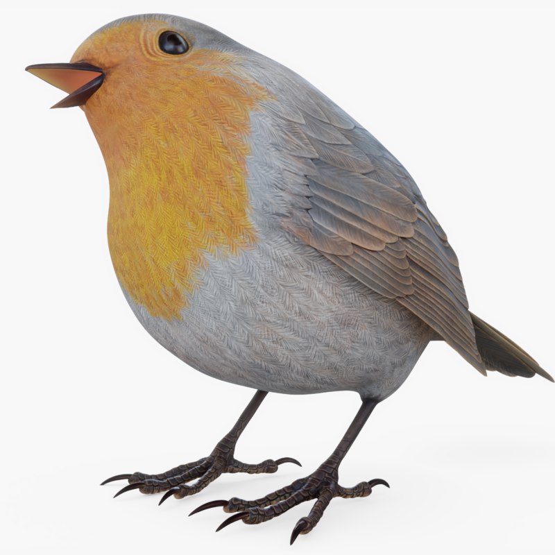 Posed robin 3D model - TurboSquid 1377174