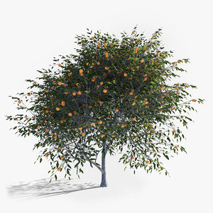 3D model realistic fruit tree mandarine