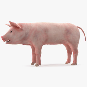 pig piglet landrace rigged 3D model