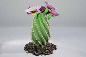 cactus pbr 3D model