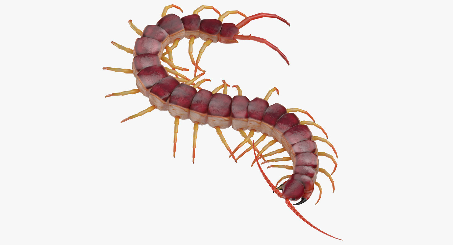 Centipede crawling 3D model - TurboSquid 1377663