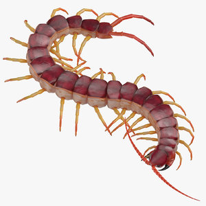centipede crawling 3D model