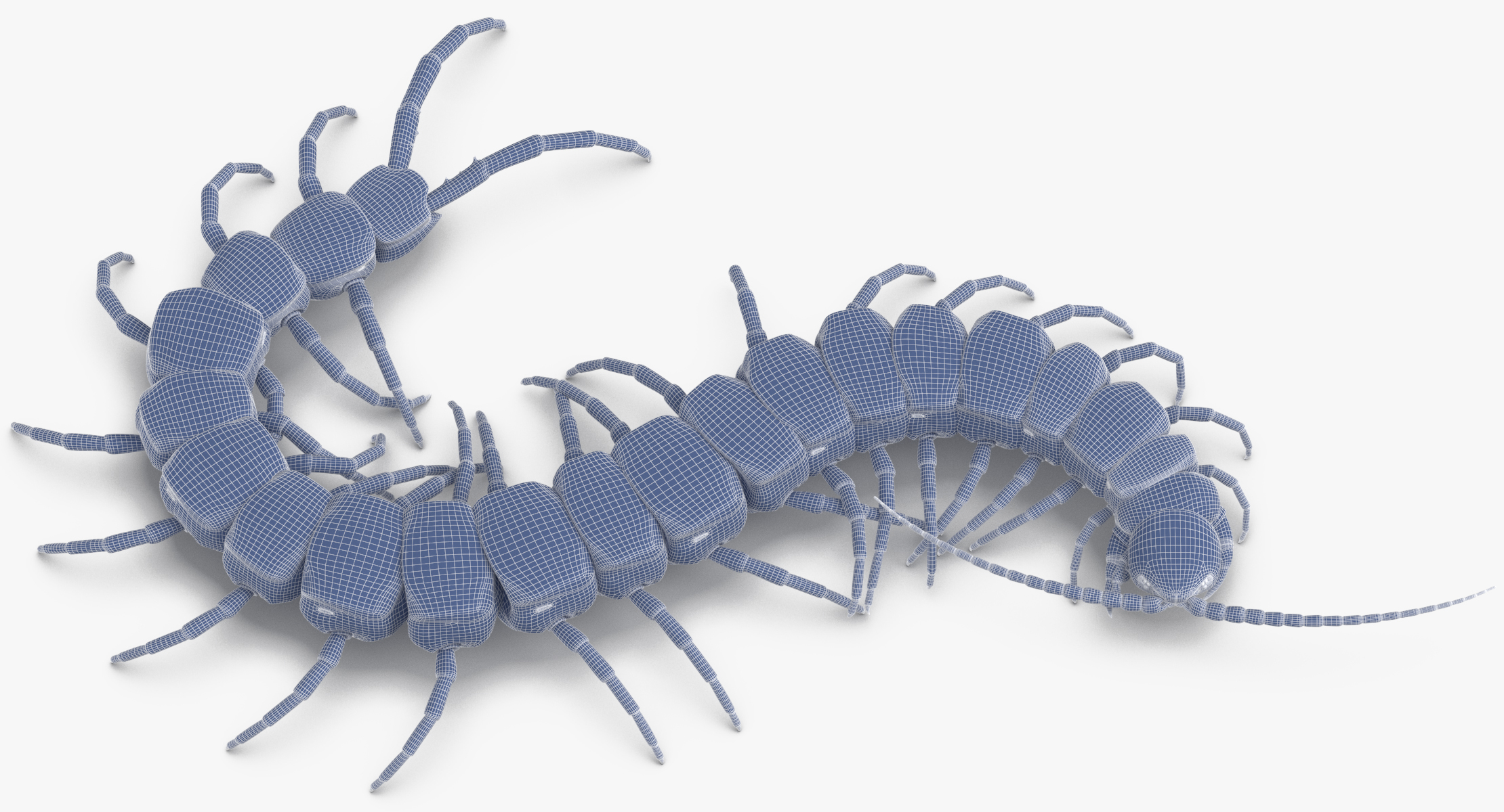 Centipede crawling 3D model - TurboSquid 1377663