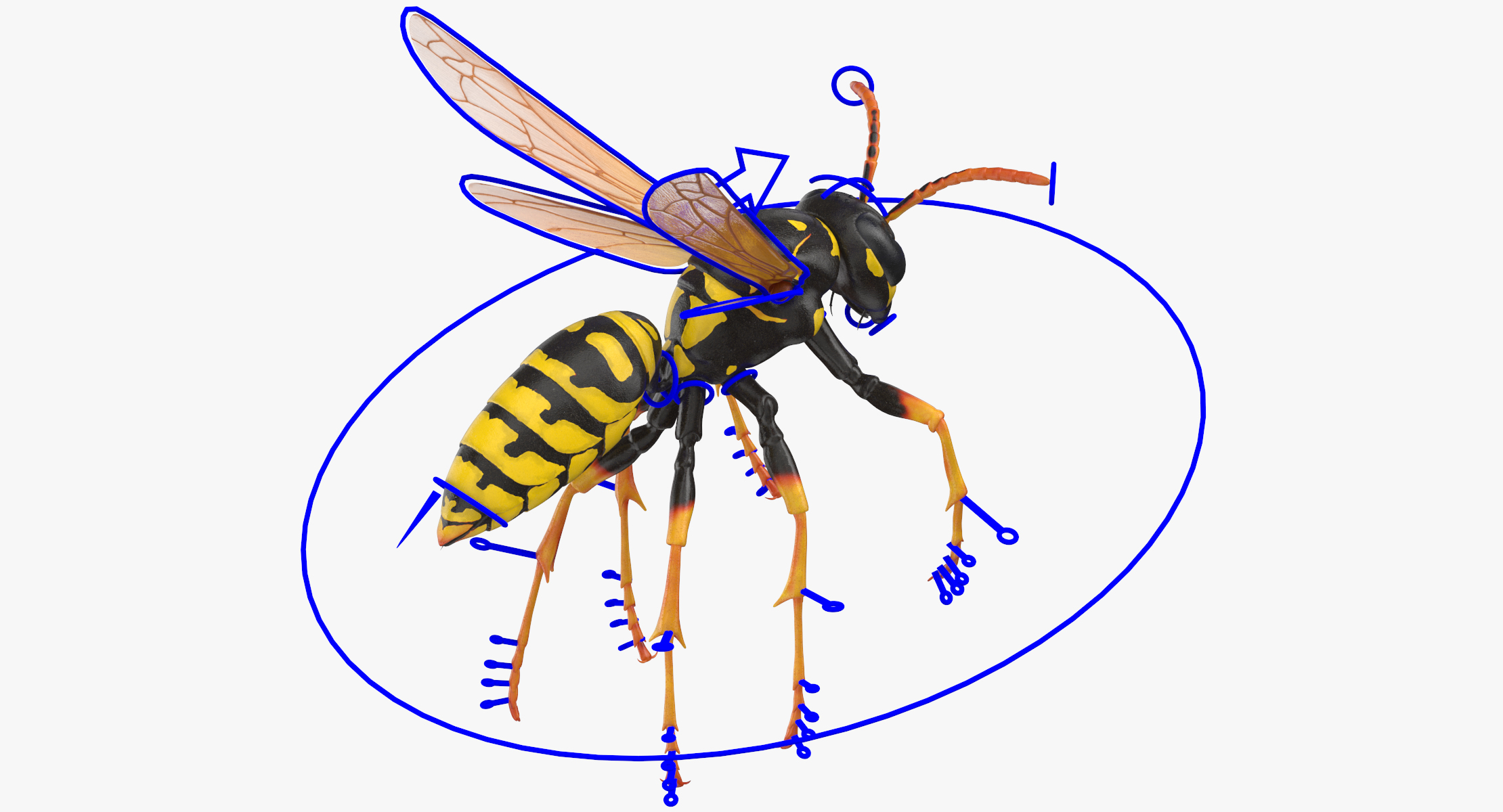 Paper wasp rigged 3D model - TurboSquid 1367389