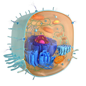living cell 3D model