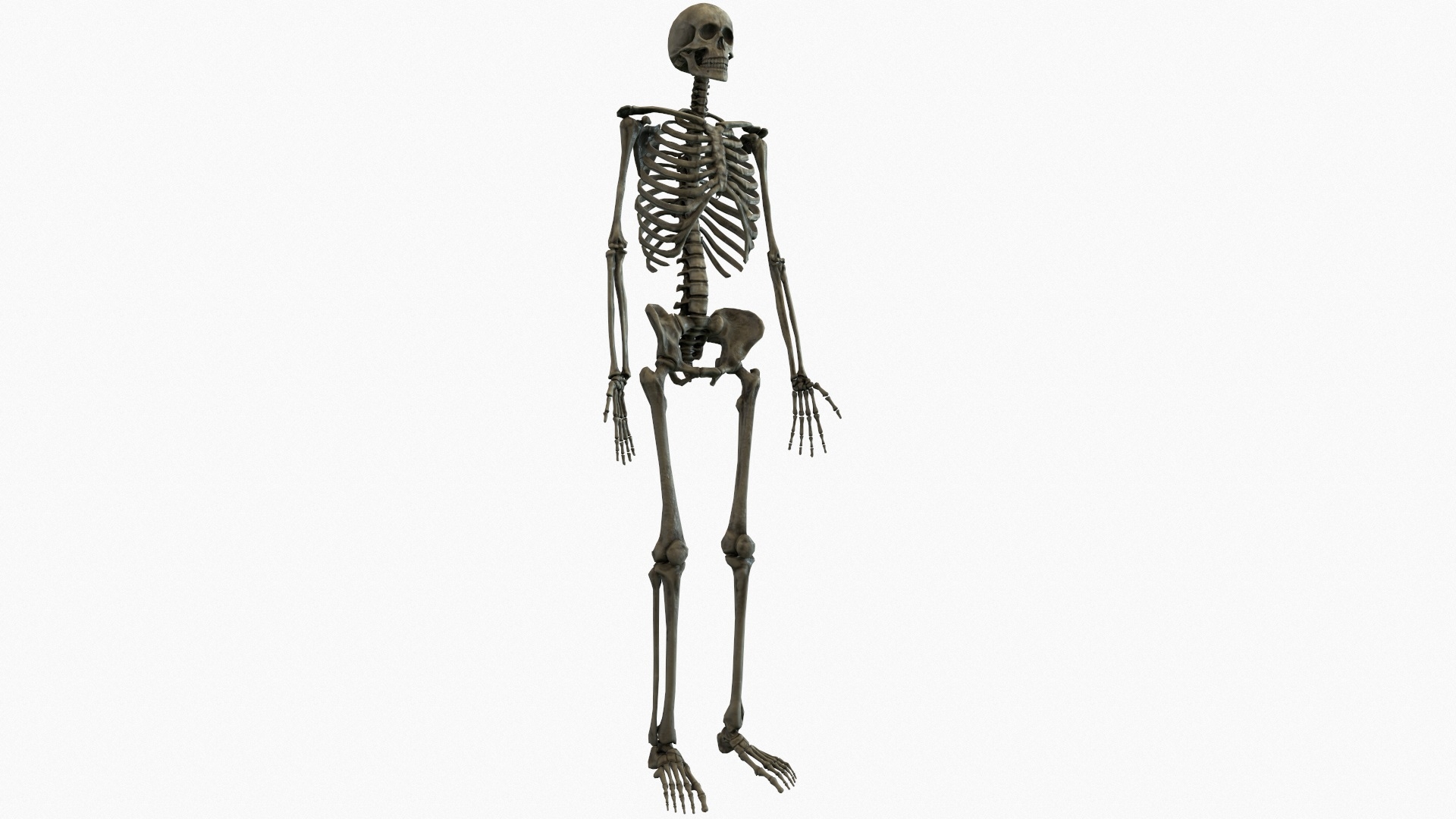 Прямо на скелет. Человеческий скелет. Скелет на белом фоне. Скелет на прозрачном фоне. Скелет без фона.