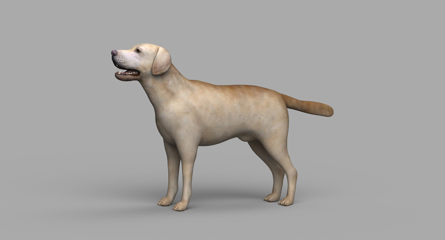 3d model labrador dog