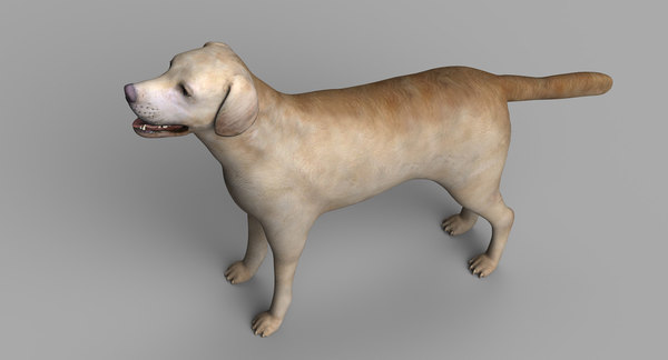 3d model labrador dog