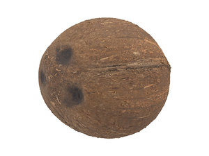 3D model photorealistic scanned coconut