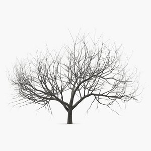 small winter tree 3D model