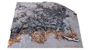 3D seashells remains wood beach