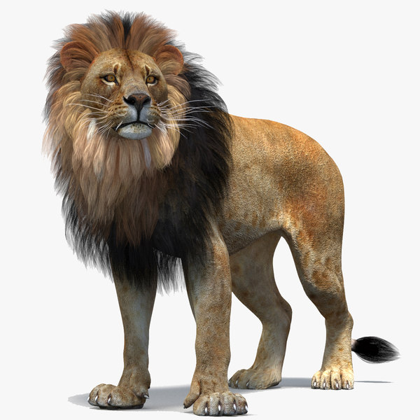 Lion 3D Models for Download | TurboSquid