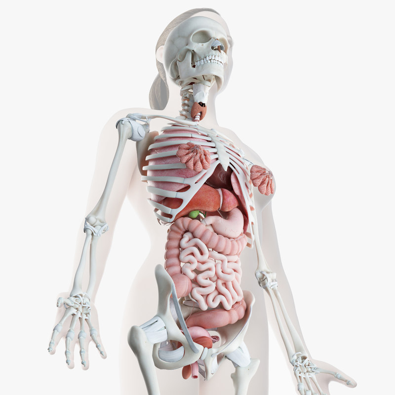 3D model female skin skeleton organs - TurboSquid 1378447