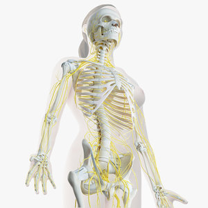 3D female skin skeleton nerves model