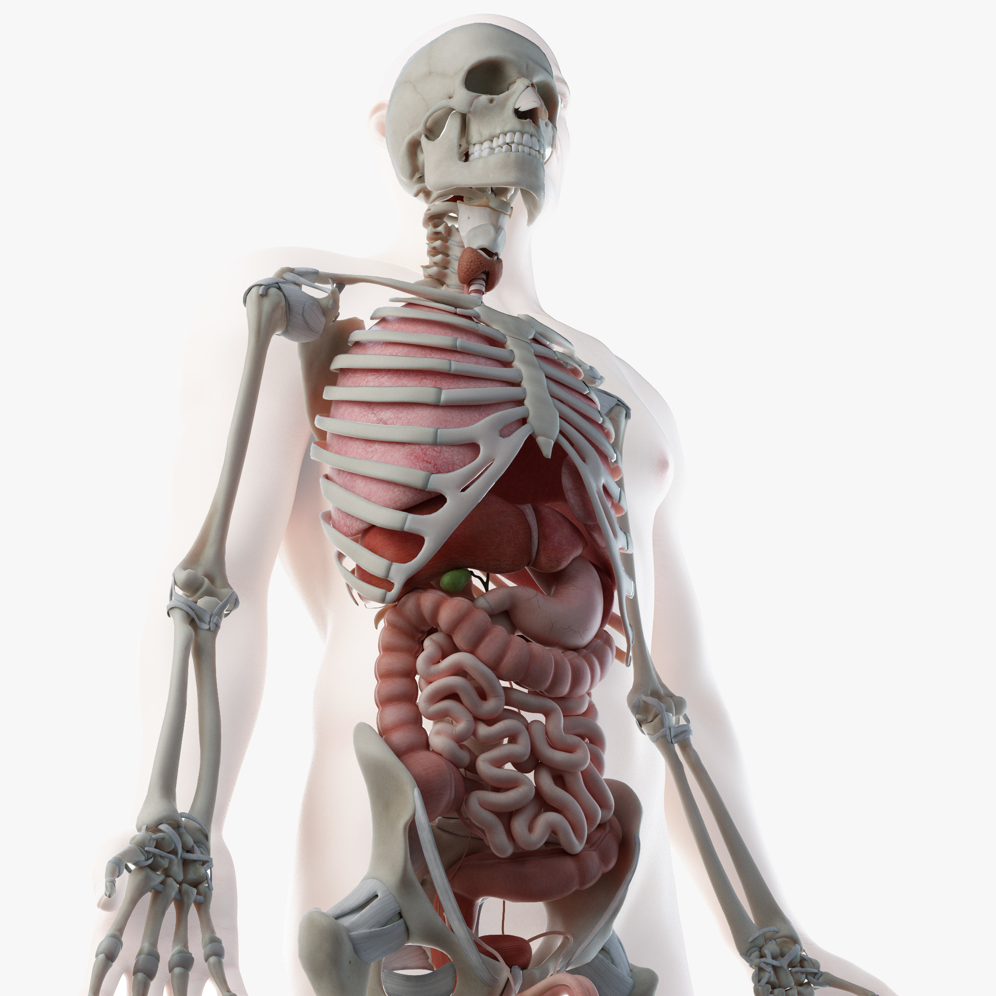 Скелет мышцы органы