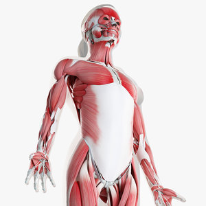 female skin skeleton muscles 3D model