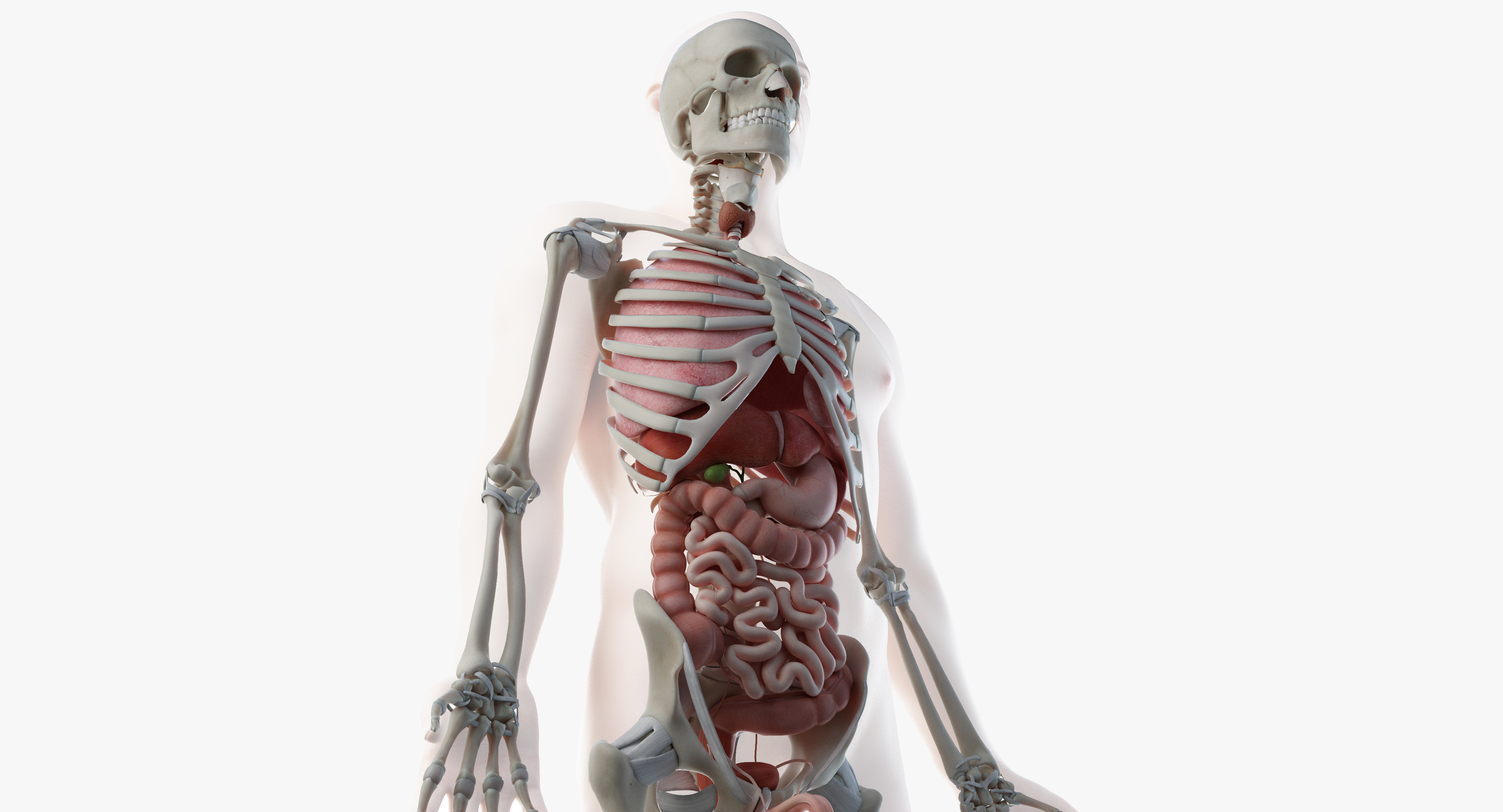 Скелет с внутренними органами. Человеческий скелет с органами. Человеческий келет с оргонами. Макет скелета человека с органами.