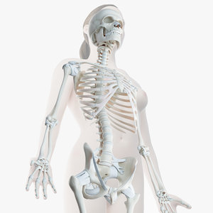 3D female skin skeleton ligaments