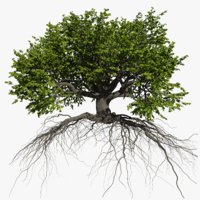 pine tree 3d max