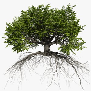 oak summer 5 tree 3D model