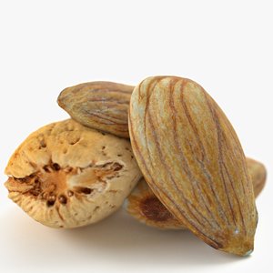 almond nuts 3D model