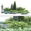3D juniper juniperus 01