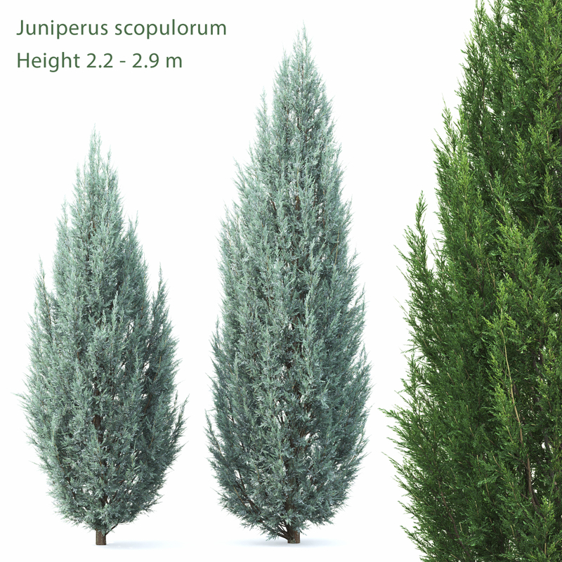 3D juniper juniperus 01 - TurboSquid 1379200