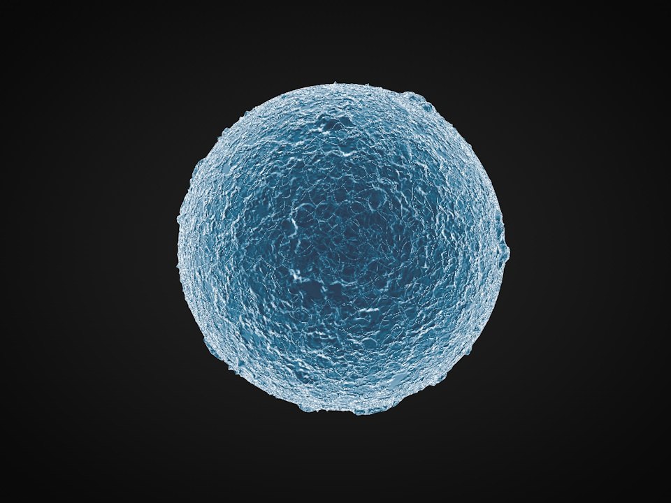 3D ovum sperm - TurboSquid 1379227