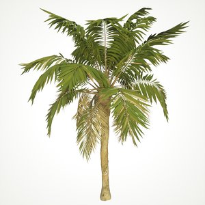 palm tree 3D