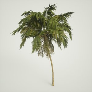palm tree 3D model