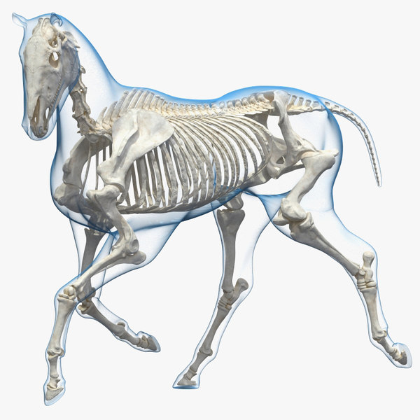 horse envelope skeleton rigged 3D model