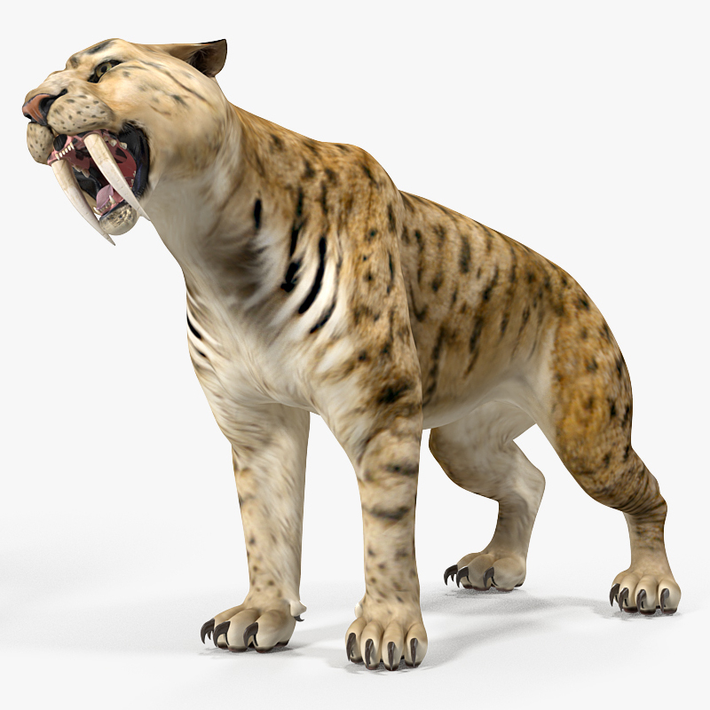 3D Saber Tooth Tiger Rigged for Maya 3D Model
