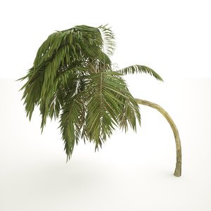 palm tree 3D model