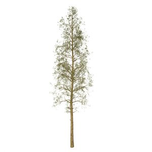 3D pine tree model