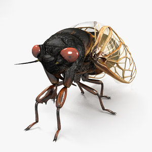 3D cicada insect bug model