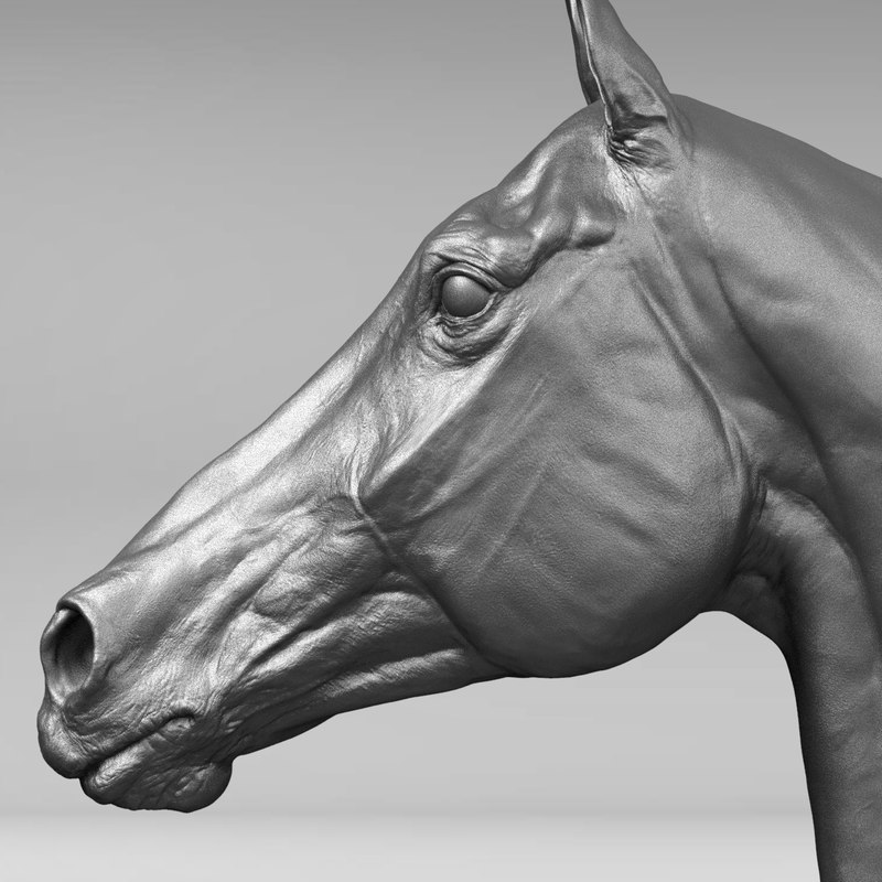 3D horse head realistic TurboSquid 1379389