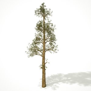 3D pine tree model