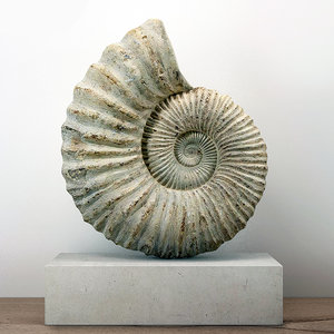large ammonite mounted limestone 3D model