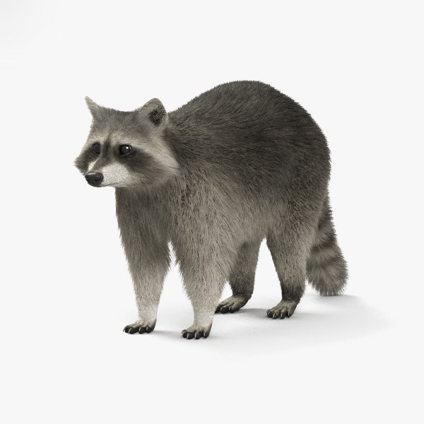 Raccoon 3D Art Materials And Techniques