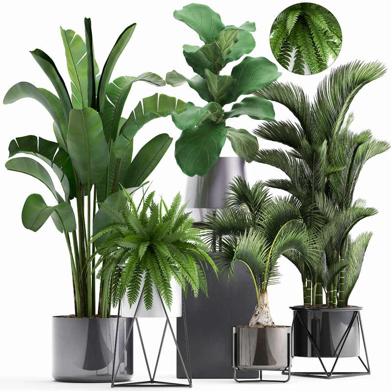 3D plants exotic - TurboSquid 1379711