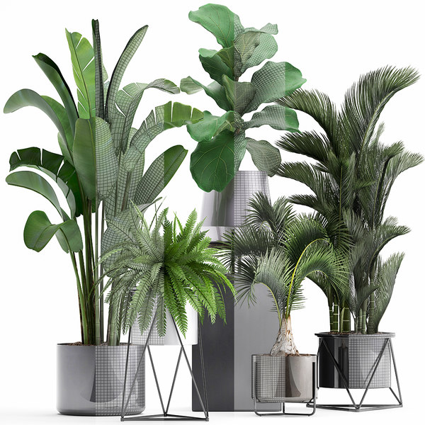 3D plants exotic - TurboSquid 1379711