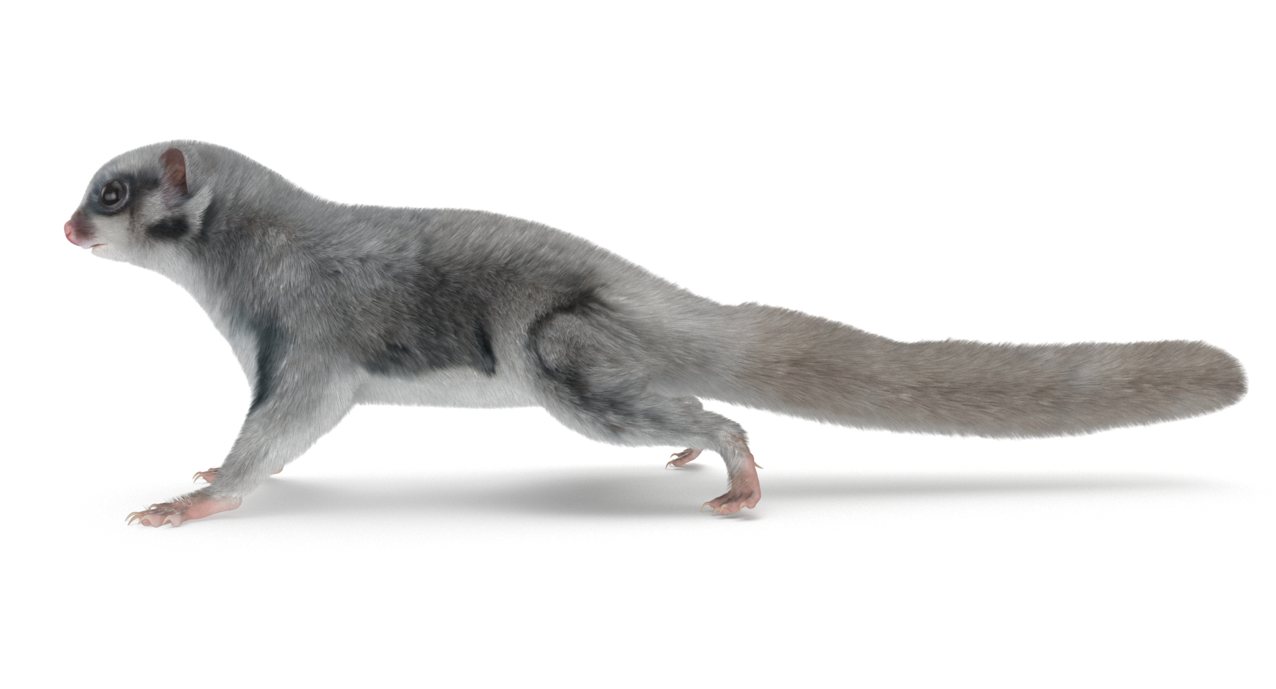 Sugar glider 3D model - TurboSquid 1379844