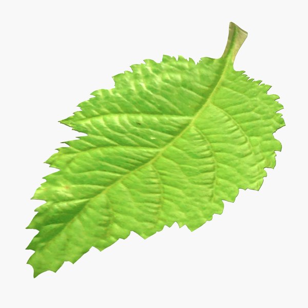 blackberry leaf 3d model
